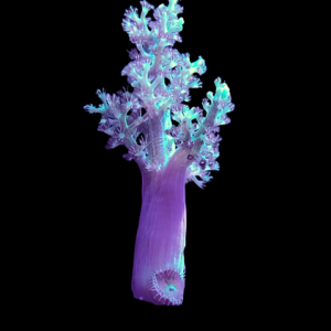 مرجان کنیا تری (Kenya Tree Coral – Capnella spp)