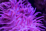 شقایق پایه بلند (Long Tentacle Anemone – Macrodactyla doreensis) - تصویر 2