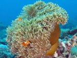 شقایق مگنیفیکا (Magnifica Anemone – Heteractis magnifica) - تصویر 3