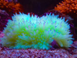 شقایق سبا (Sebae Anemone – Heteractis crispa) - تصویر 3