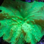 مرجان سینولاریا براسیکا (Sinularia brassica Coral)