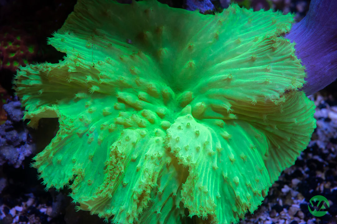CabbageShopifyTemplate مرجان سینولاریا براسیکا (Sinularia brassica Coral) - تصویر 1