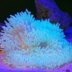شقایق سبا (Sebae Anemone – Heteractis crispa)