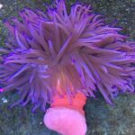 شقایق پایه بلند (Long Tentacle Anemone – Macrodactyla doreensis) - تصویر 3
