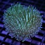 مرجان سارکوفایتون پرز بلند سبز (sarcophyton coral)