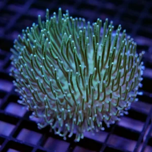 مرجان سارکوفایتون پرز بلند سبز (sarcophyton coral)