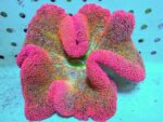 شقایق هادونی (Haddon’s Carpet Anemone – Stichodactyla haddoni)