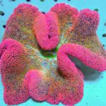 شقایق هادونی (Haddon’s Carpet Anemone – Stichodactyla haddoni)