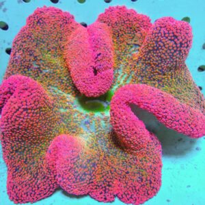 شقایق هادونی (Haddon’s Carpet Anemone – Stichodactyla haddoni)