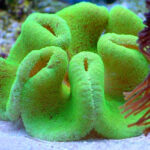 شقایق هادونی (Haddon’s Carpet Anemone – Stichodactyla haddoni) - تصویر 5