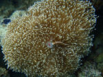 شقایق مگنیفیکا (Magnifica Anemone – Heteractis magnifica) - تصویر 4