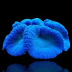 شقایق هادونی (Haddon’s Carpet Anemone – Stichodactyla haddoni) - تصویر 2
