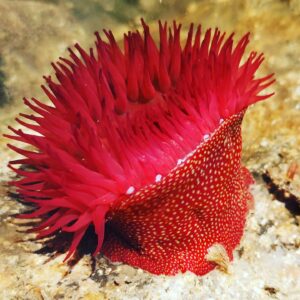 شقایق توت فرنگی قرمز(Red Strawberry Anemone)