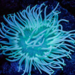 شقایق پایه بلند (Long Tentacle Anemone – Macrodactyla doreensis)