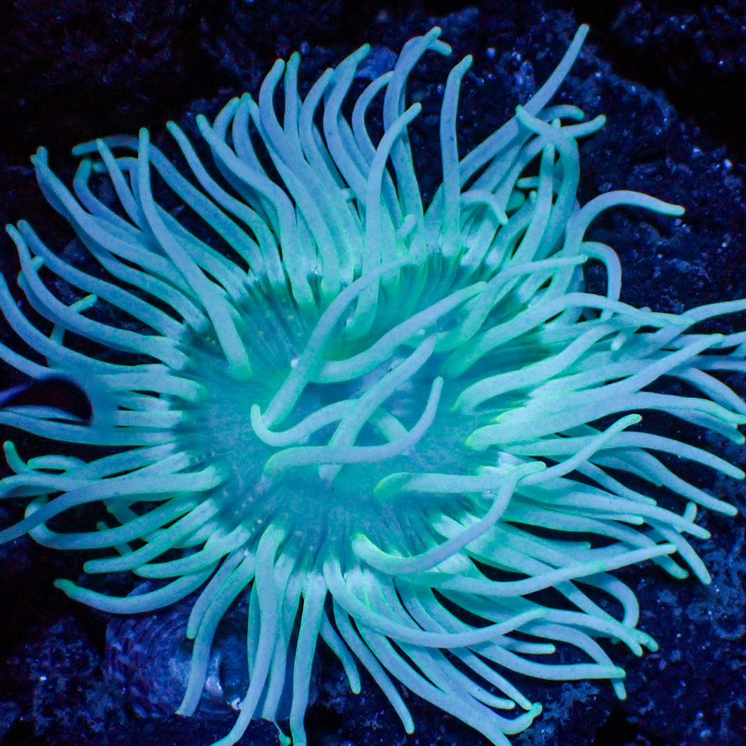 corals-anonymous-longtentacleanemone-small-2-3-teal-long-tentacle-anemone-41359383396578_1080x شقایق پایه بلند (Long Tentacle Anemone – Macrodactyla doreensis) - تصویر 1