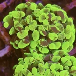 مرجان برنچینگ (Euphyllia Paraancora) - تصویر 4