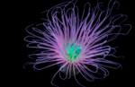 شقایق شعله (Flame Anemone) - تصویر 2