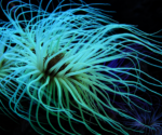 شقایق شعله (Flame Anemone) - تصویر 3