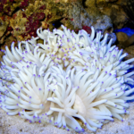 شقایق سبا (Sebae Anemone – Heteractis crispa) - تصویر 2