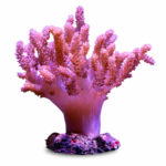 مرجان کلت (Colt Coral – Cladiella spp)
