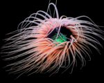 شقایق شعله (Flame Anemone)