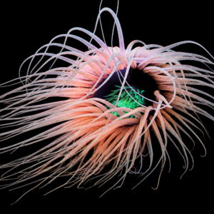 شقایق شعله (Flame Anemone)
