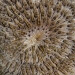 شقایق دانه تسبیحی (Beaded Anemone)