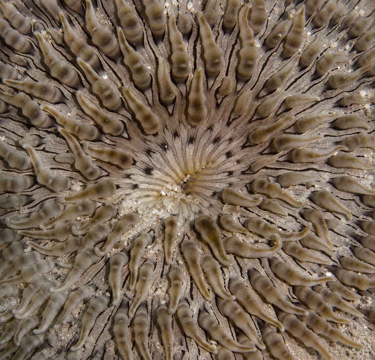 image (1) شقایق دانه تسبیحی (Beaded Anemone) - تصویر 1