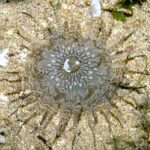 شقایق شنی (Sand Anemone)