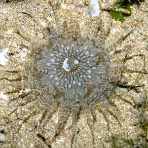 شقایق شنی (Sand Anemone)