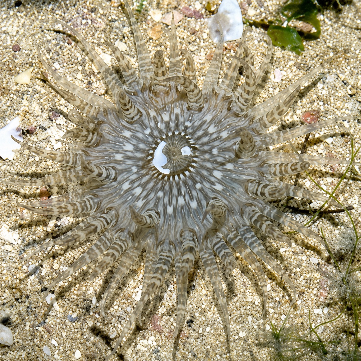 image شقایق شنی (Sand Anemone) - تصویر 1