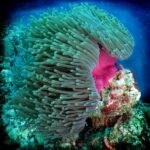 شقایق مگنیفیکا (Magnifica Anemone – Heteractis magnifica)