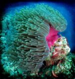 شقایق مگنیفیکا (Magnifica Anemone – Heteractis magnifica)
