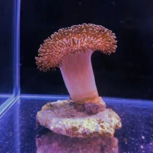 مرجان سارکوفایتون پایه بلند صورتی (sarcophyton coral)