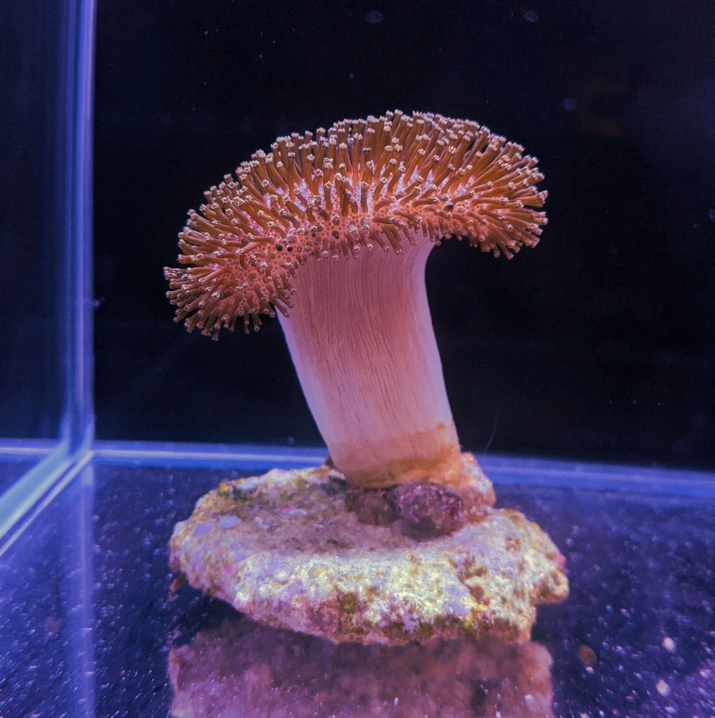 redbrick مرجان سارکوفایتون پایه بلند صورتی (sarcophyton coral) - تصویر 1