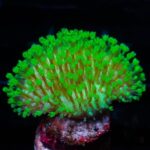 مرجان سارکوفایتون سبز نئون(sarcophyton coral)