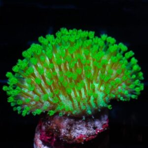 مرجان سارکوفایتون سبز نئون(sarcophyton coral)