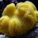 مرجان سارکوفایتون طلایی کلونی (sarcophyton coral)
