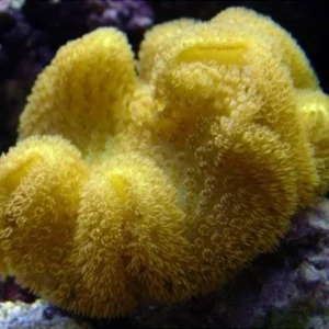 مرجان سارکوفایتون طلایی کلونی (sarcophyton coral)