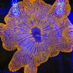 شقایق هادونی (Haddon’s Carpet Anemone – Stichodactyla haddoni) - تصویر 4