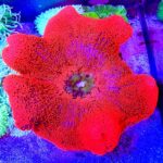 شقایق هادونی (Haddon’s Carpet Anemone – Stichodactyla haddoni) - تصویر 3