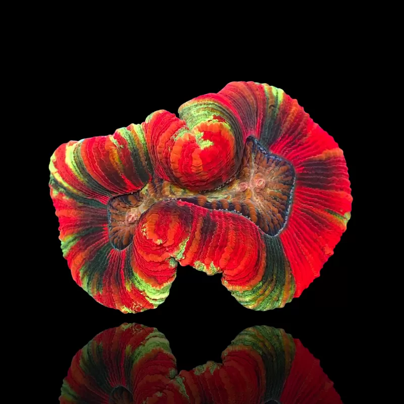 اپن مرجان اپن برین (Open Brain Coral – Trachyphyllia geoffroyi) - تصویر 1
