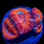 مرجان ایکن (Acan Coral – Micromussa lordhowensis)