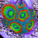 مرجان ایکن (Acan Coral – Micromussa lordhowensis) - تصویر 2