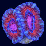 مرجان ایکن (Acan Coral – Micromussa lordhowensis) - تصویر 3