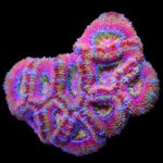 مرجان ایکن (Acan Coral – Micromussa lordhowensis) - تصویر 8
