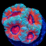 مرجان ایکن (Acan Coral – Micromussa lordhowensis) - تصویر 7