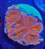 مرجان ایکن (Acan Coral – Micromussa lordhowensis) - تصویر 9