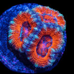 مرجان ایکن (Acan Coral – Micromussa lordhowensis) - تصویر 10