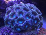 مرجان ایکن (Acan Coral – Micromussa lordhowensis) - تصویر 6